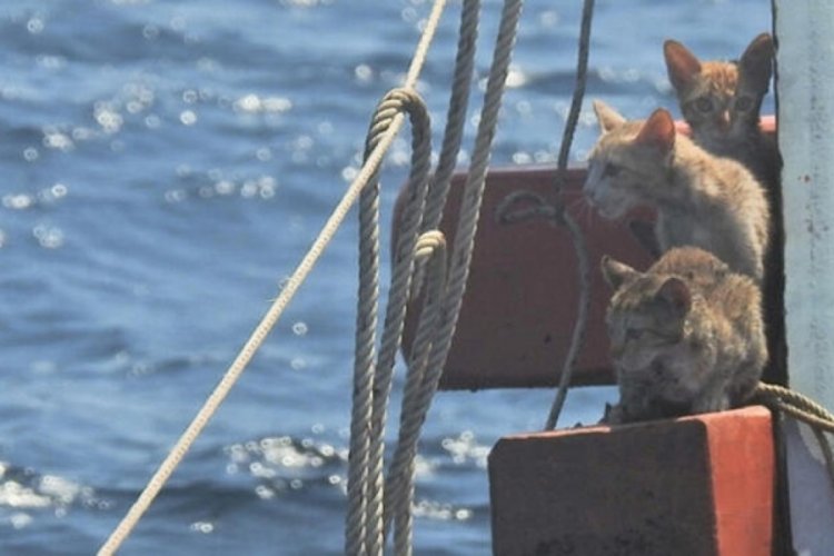 Teknede mahsur kalan kedileri, denizci kurtarıldı