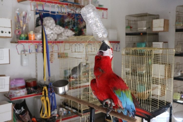 Bu papağan insan gibi su içiyor!