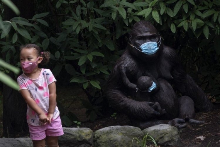 İnsan dışı ilk Covid-19 aşısı, gorillere vuruldu