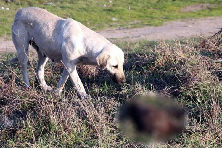 Edirne'de 8 yavru köpek yakılarak öldürüldü