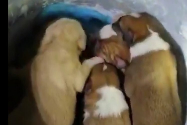 7 yavru köpek çöpte bulundu!