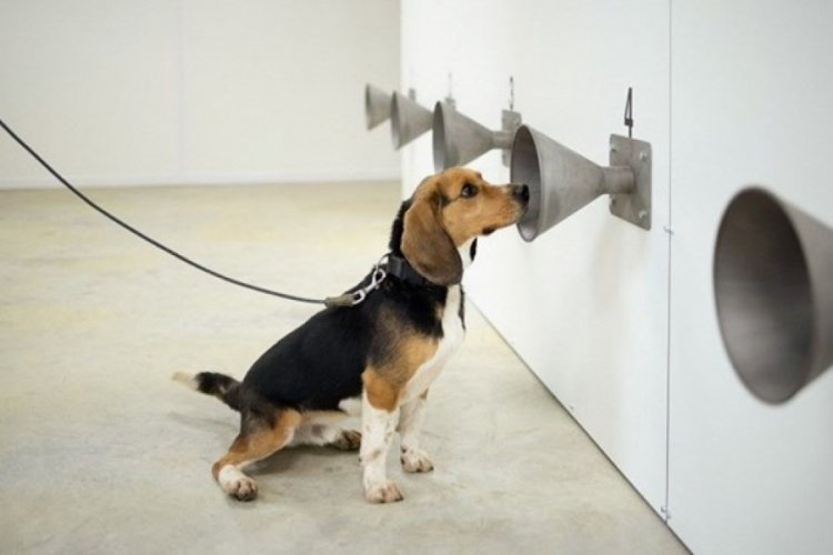 Araştırmaya göre köpekler Covid-19 vakalarını bir hafta önce tespit ediyor