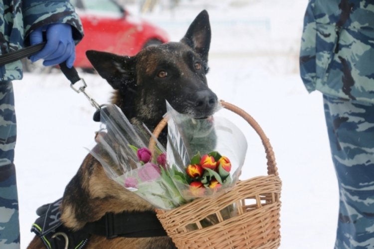 Polis k&ouml;peği, kadınlara &ccedil;i&ccedil;ek dağıttı