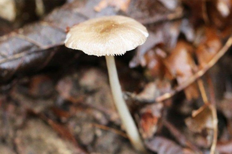 T&uuml;rkiye'de yetişen ultra endemik bir mantar t&uuml;r&uuml; keşfedildi