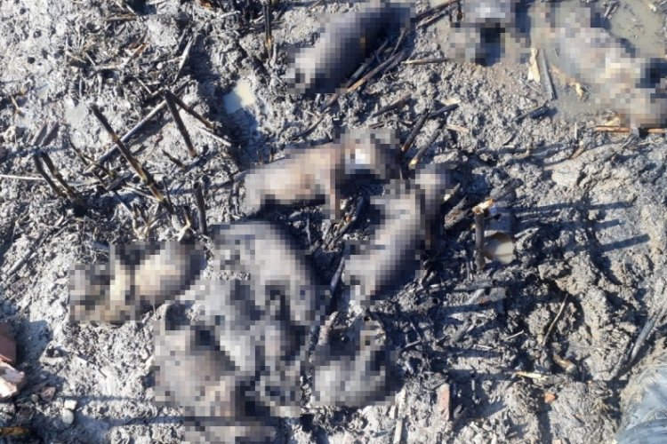 Manisa'da 10 yavru köpek yangında telef oldu