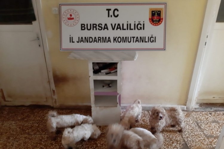 Bursa'da jandarma yavru köpekleri kurtardı