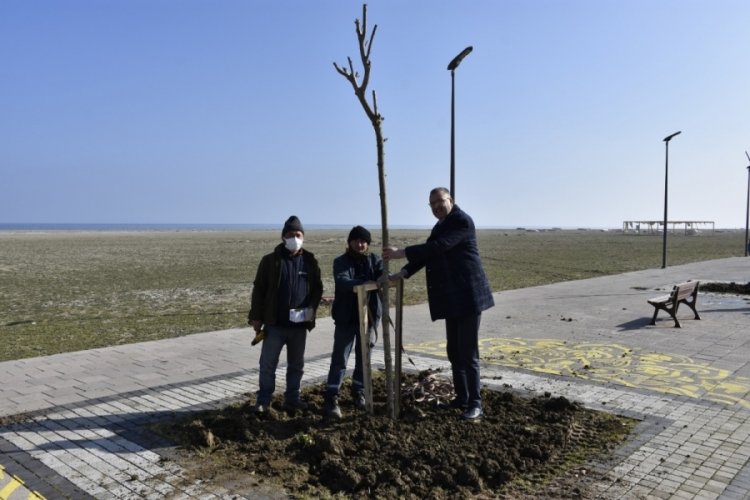 Bursa Karacabey'de Yeniköy sahil yoluna 'yeşil' dokunuş
