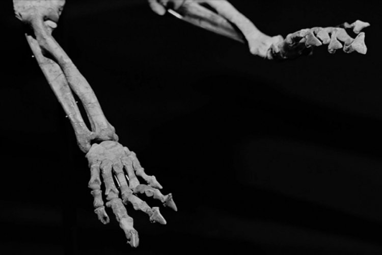 G&uuml;ney Kore'de bir dinozora ait olduğu d&uuml;ş&uuml;n&uuml;len fosil bulundu