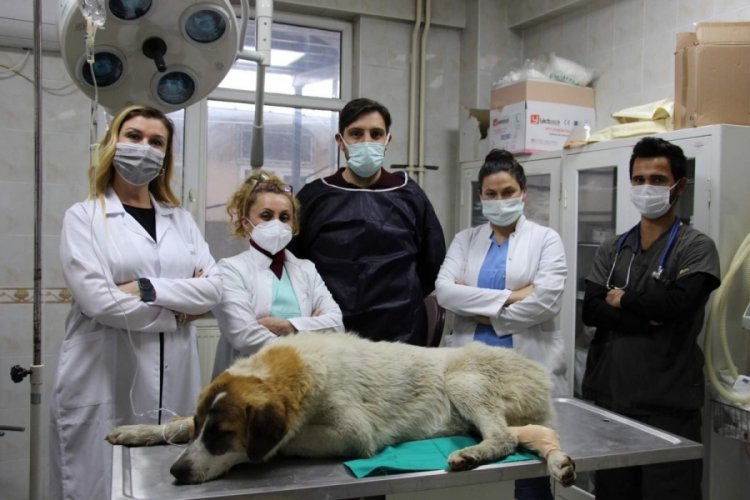 Bursa Gemlik'te yaralanan k&ouml;pek Nil&uuml;fer'de sağlığına kavuştu