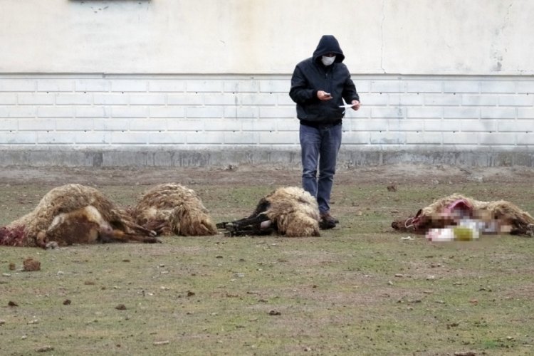 Arazide otlarken &ouml;len 26 koyun i&ccedil;in &ccedil;ifte inceleme