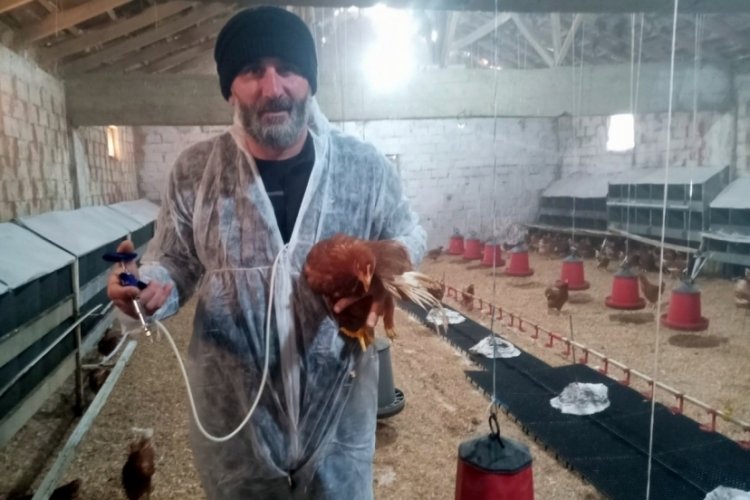 Bursa'da yumurta tavuk&ccedil;uluğuna ilgi artıyor