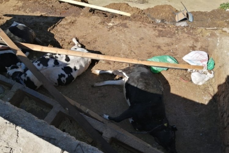 Yangında evleri k&uuml;l olmuştu, şimdi de inekleri telef oldu!