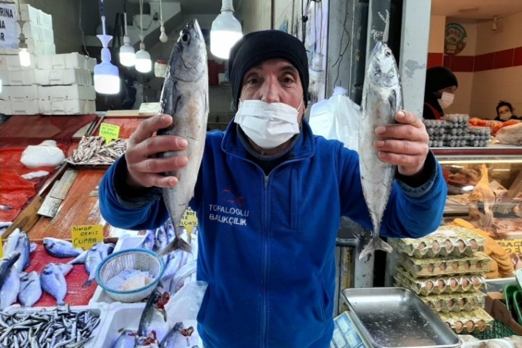 Tezgahları palamut s&uuml;sledi