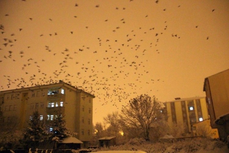 İstilacı kargalar bu sefer gece ortaya &ccedil;ıktı