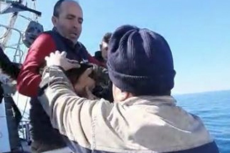 Kaybolup tekneyle kıta değiştiren inat&ccedil;ı kedi bulundu