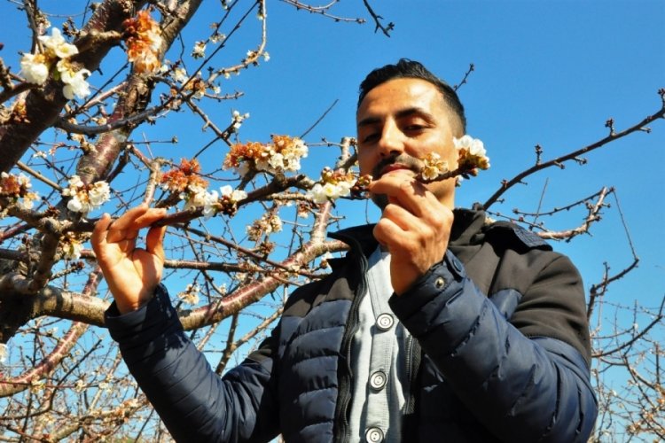 Erkenci kirazlar &ccedil;i&ccedil;ek a&ccedil;tı, bah&ccedil;eler beyaza b&uuml;r&uuml;nd&uuml;