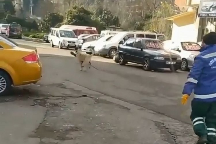S&uuml;p&uuml;rgesini ka&ccedil;ıran sokak k&ouml;peğine 'o bana zimmetli' diye seslendi