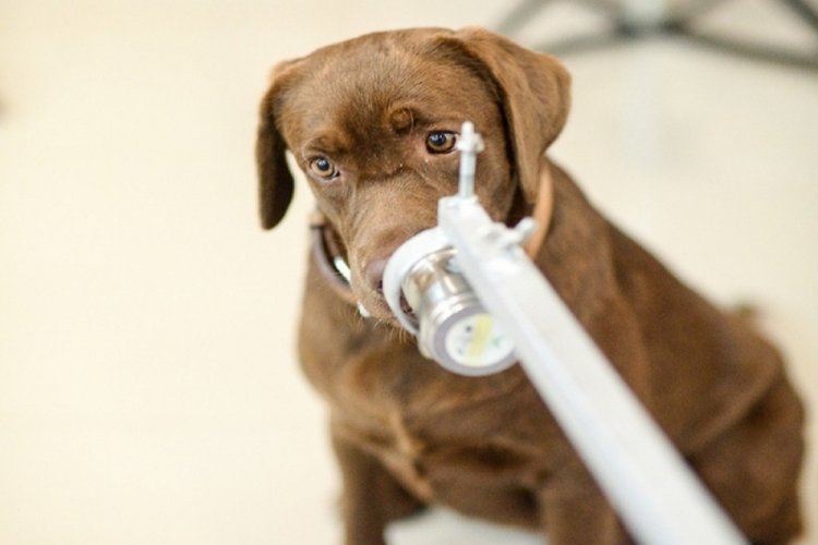 Bilim insanları 6 k&ouml;peği Covid-19 testi i&ccedil;in eğitti