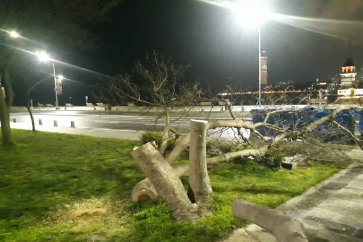 Kız Kulesi'nin karşısındaki ağa&ccedil;ları keserken yakalandılar