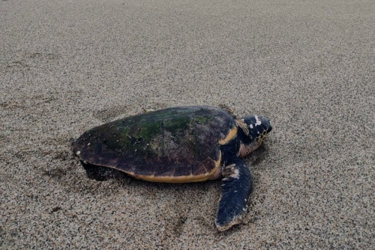 Alanya'da biri &ouml;l&uuml; 3 Caretta caretta sahile vurdu