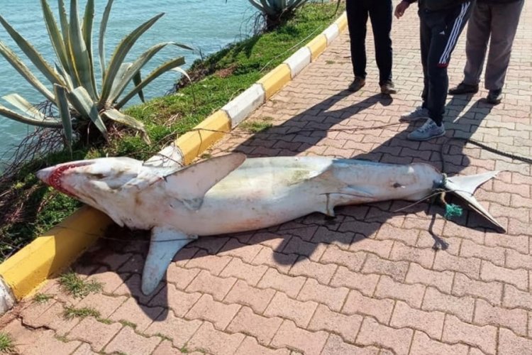 Antalya'da k&ouml;pek balığı &ouml;l&uuml;s&uuml; sahile vurdu