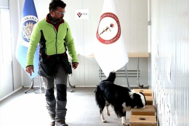 T&uuml;rkiye'nin ilk koronavir&uuml;s teşhisi yapan k&ouml;peği: Zippo