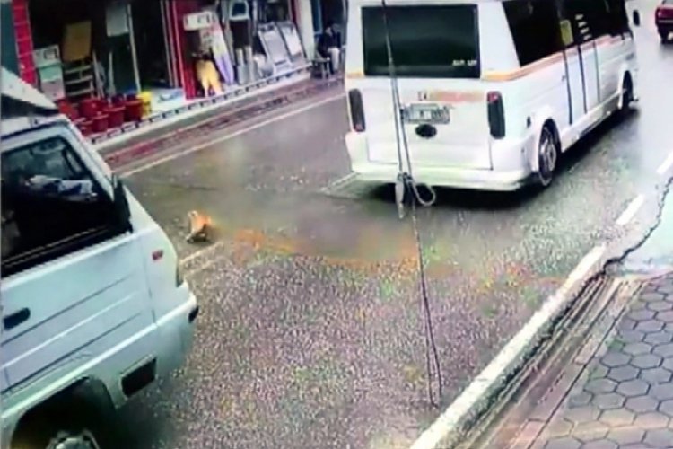 Hatalı sollama yapan s&uuml;r&uuml;c&uuml; kediyi ezdi