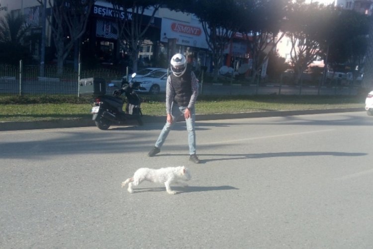 Sahibini kaybeden k&ouml;pek trafiği birbirine kattı