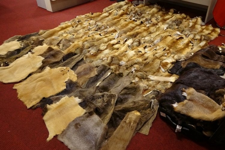 Esenboğa'da kaçak kürk operasyonu