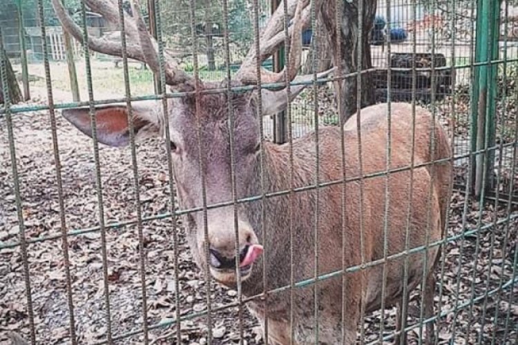 Hayvanat bah&ccedil;esindeki geyiği ka&ccedil;ırıp yiyen 2 kişi tutuklandı