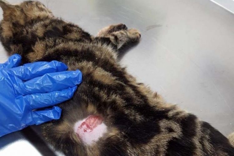 Kediye işkence yapıp zabıtayı yaralayan cani g&ouml;zaltına alındı