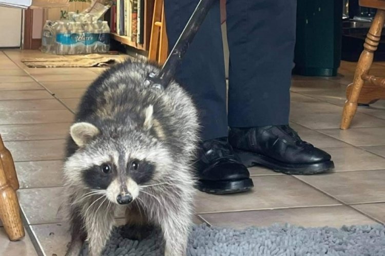 ABD'de rakun, girdiği evdeki bulaşık makinesinde uyuyakaldı