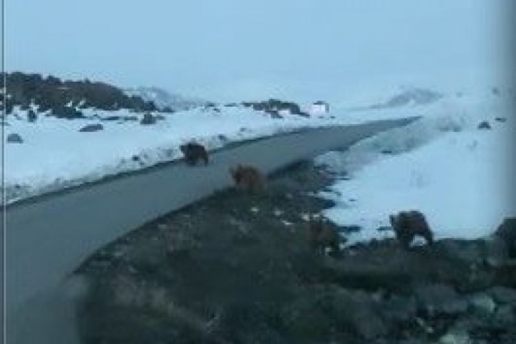 Yola inen 4 ayı korkuttu