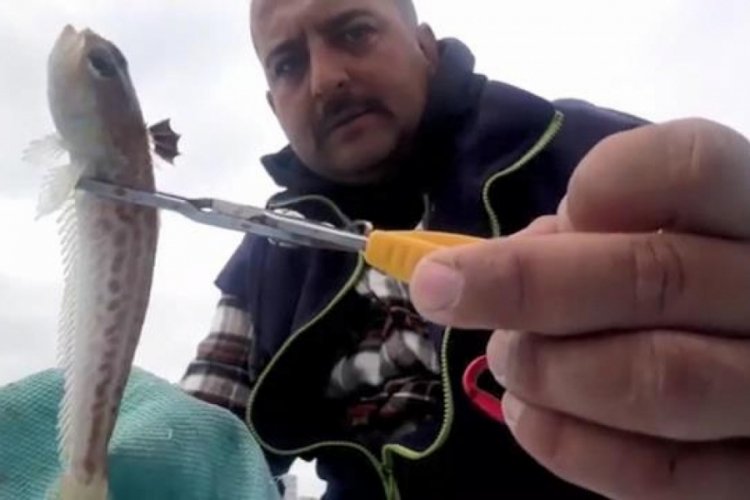 Zehirli balığın anlık teması hastanelik etti