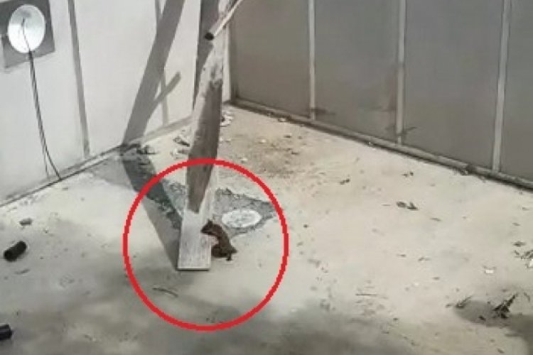 Boş y&uuml;zme havuzunda mahsur kalan sincabı &ccedil;ift&ccedil;iler kurtardı