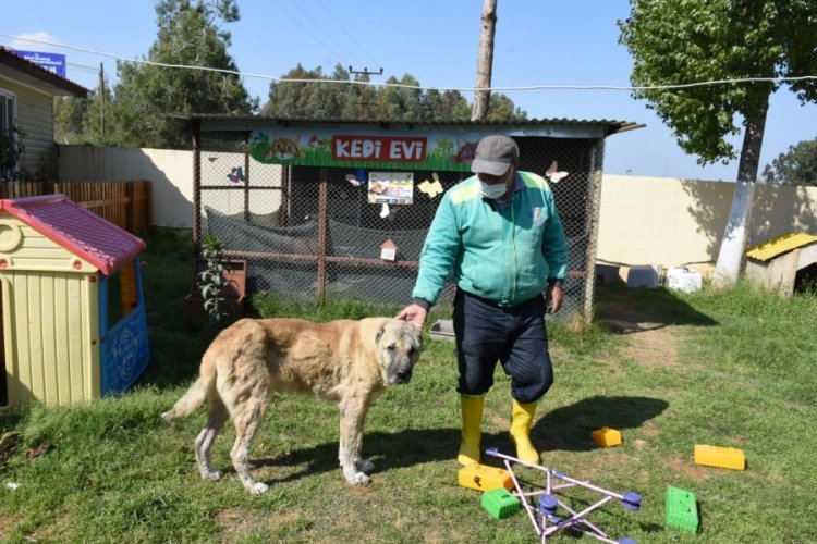 Silahla vurularak yaralanan sokak k&ouml;peği sağlığına kavuşturuldu