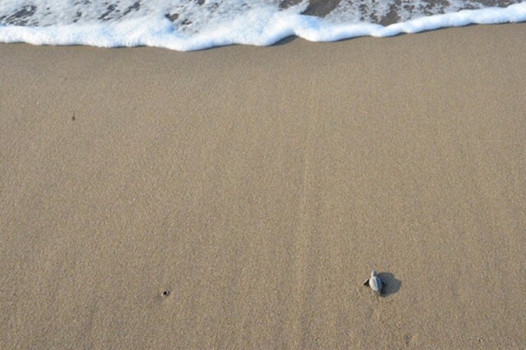 Caretta carettaların &uuml;reme alanıyla ilgili &ouml;nemli d&uuml;zenleme!