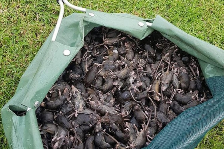 Avustralya'da fare istilası: Kentleri esir aldı