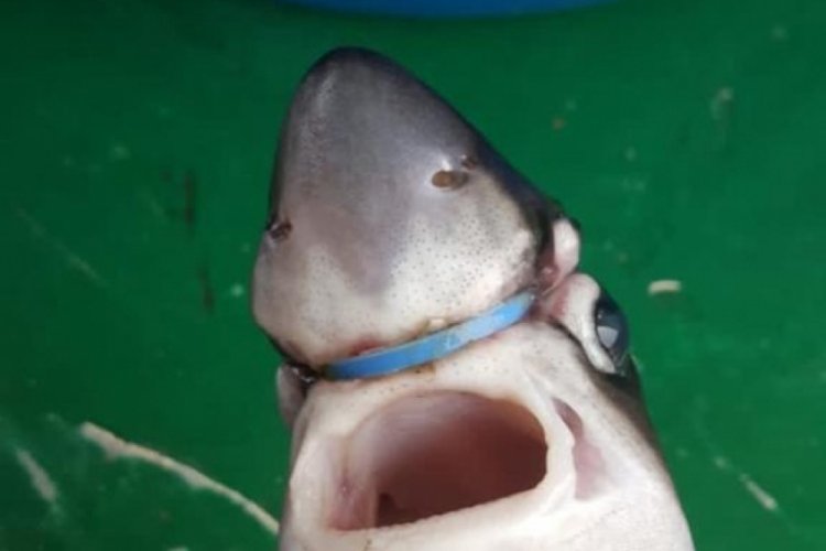 Yavru köpek balığının başına takılan plastik halkayı çıkardı - Güncel
