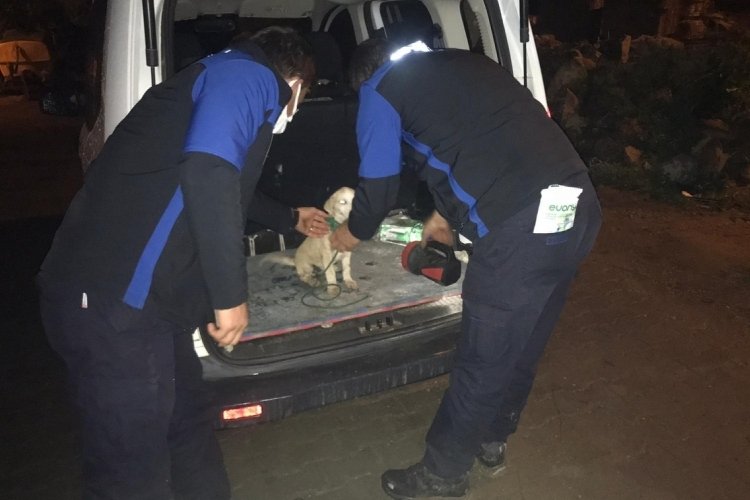 Bursa'da boynuna ip dolayıp surlarda &ouml;l&uuml;me terk ettiler