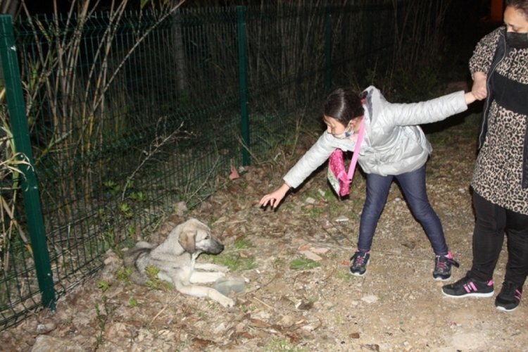 Hasta köpeğin başında �ne olur ölmesin� diye ağladı Güncel Haberler