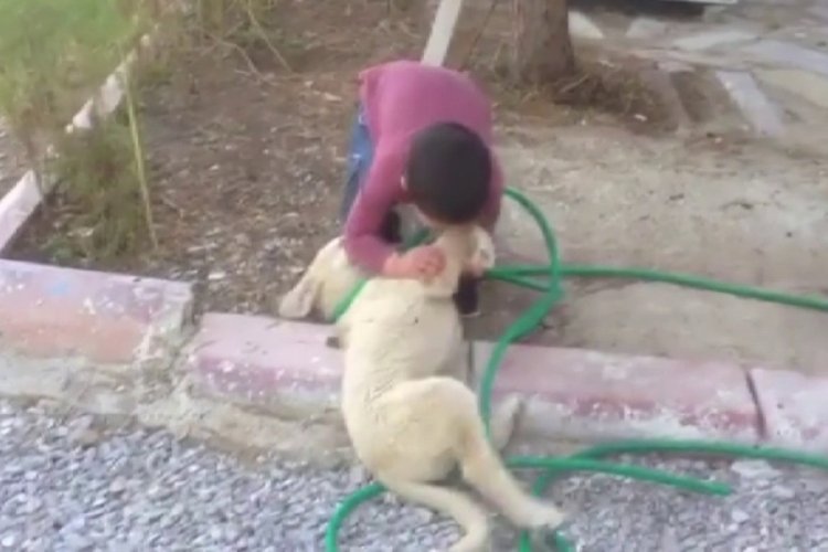 K&ouml;pek insanı ısırınca haber oldu!