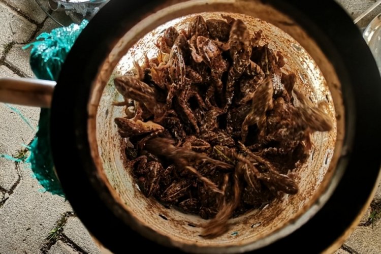 Ka&ccedil;ak kurbağa avına 1854 lira ceza