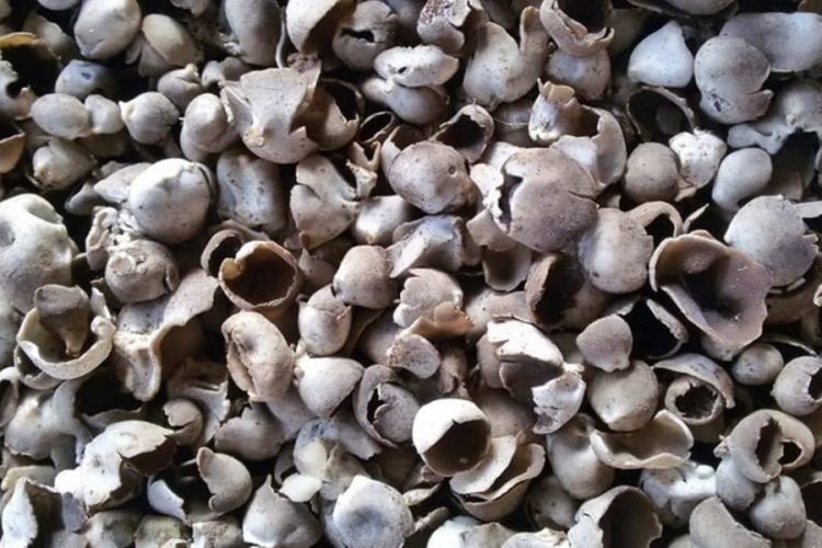 Duyan ormana koşuyor! Bu mantarın kilosu 30 lira