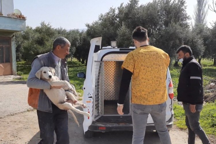 Bursa İznik'te işkence yapılan k&ouml;pek, tedavi edildi