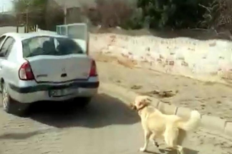 K&ouml;peği iple bağlayıp arabayla &ccedil;ekmişti, para cezası aldı