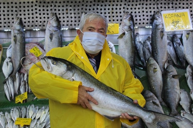 Denizlerde kofana bolluğu, ağırlığı 12 kiloya kadar &ccedil;ıktı