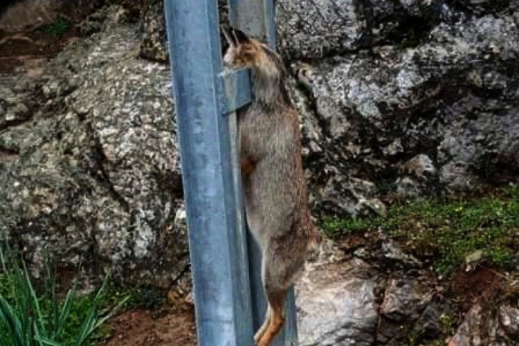 Tilkiyi &ouml;ld&uuml;r&uuml;p elektrik direğine astılar