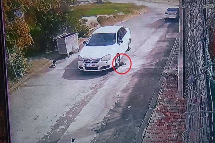 Yolda yatan kediyi ezip yoluna devam etti