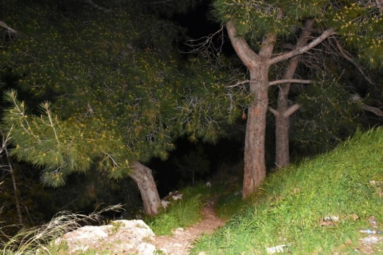 Ormanda kafatası ve kaburga kemikleri bulundu